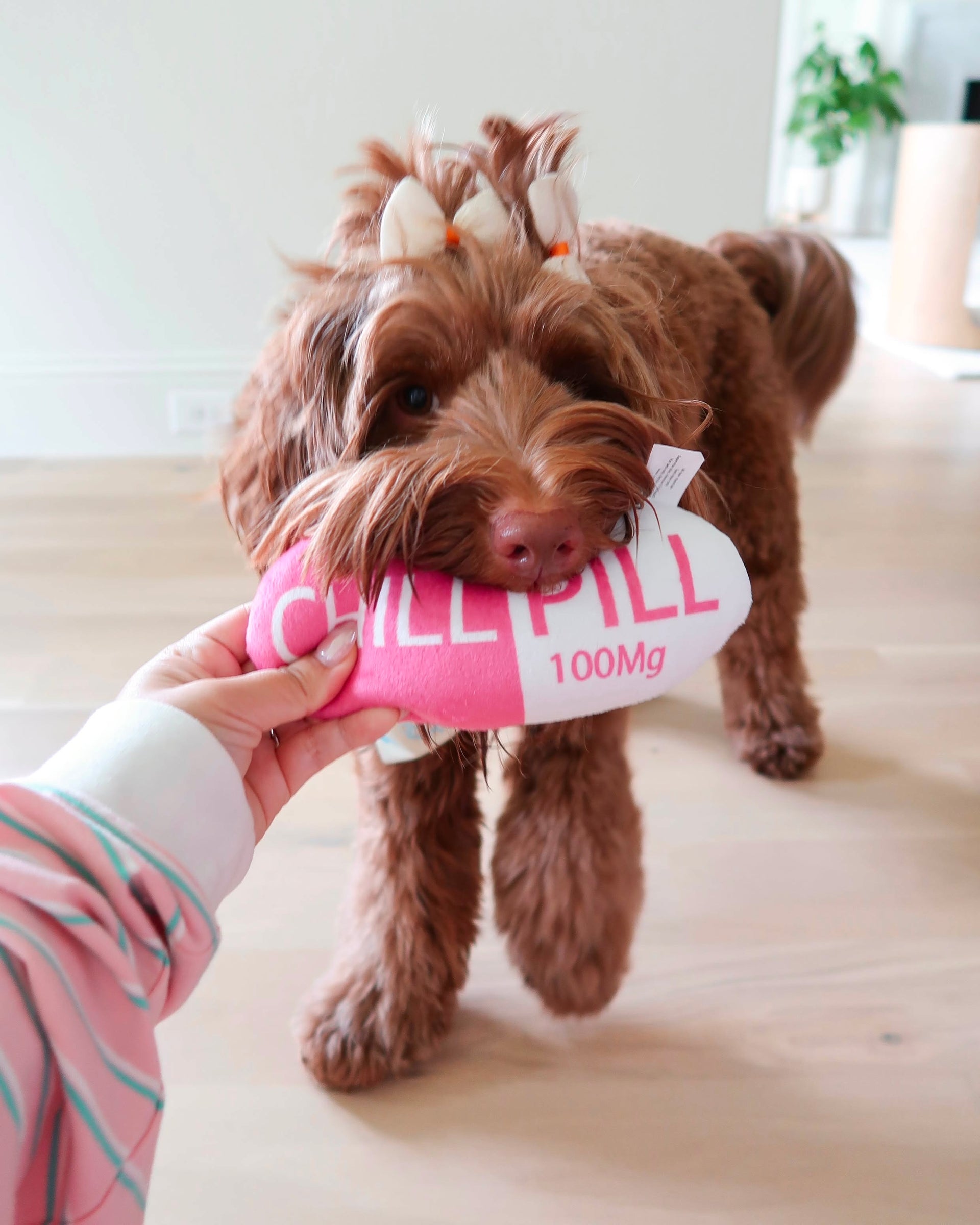 Chill Pill Dog Toy