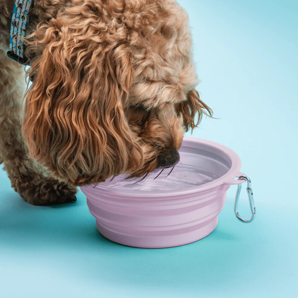 Sip & Snack Pet Travel Bowl